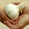 Elephant Garlic Cloves 85g+ Organic USA Grown Large Jumbo Size for Planting - Image 1