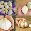 Elephant Garlic Seeds – Fresh Harvest – 50 Seeds – USA Grown – Easy to Grow - Image 1