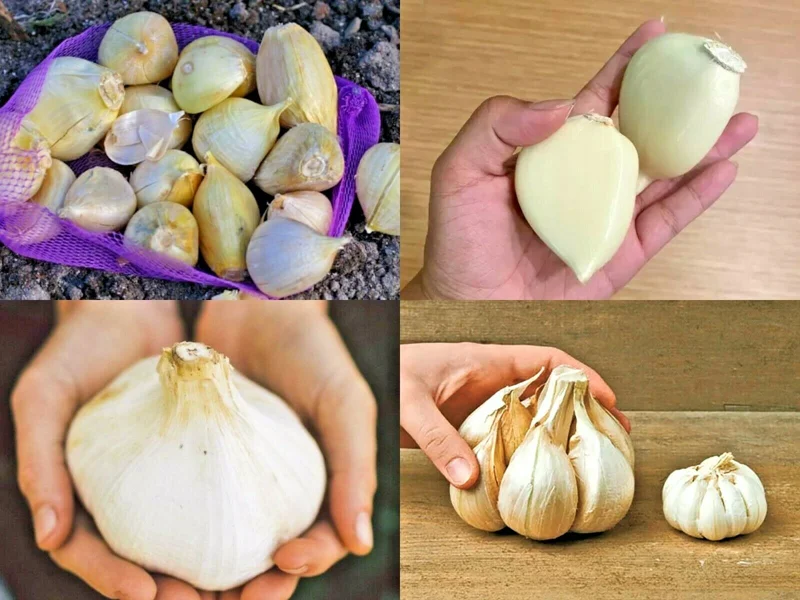 Elephant Garlic Seeds – Fresh Harvest – 50 Seeds – USA Grown – Easy to Grow - Image 1