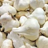 Elephant Garlic Seeds - Organic, Large Jumbo Size, USA Grown - Vegetable Seeds for Outdoor Planting - Image 1