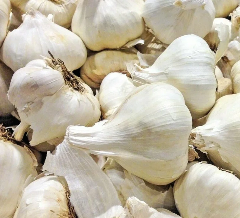 Elephant Garlic Seeds - Organic, Large Jumbo Size, USA Grown - Vegetable Seeds for Outdoor Planting - Image 1