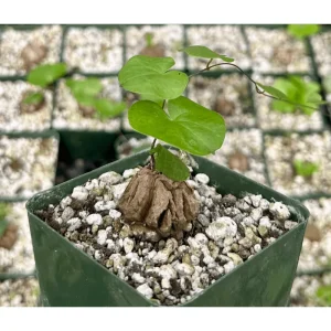 Elephant's Foot Vine Live Plant Dioscorea Elephantipes Succulent 3