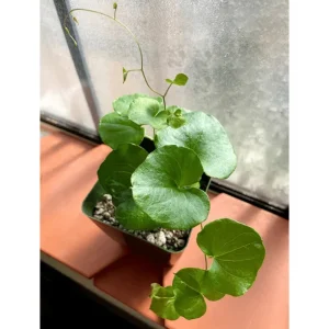 Elephant's Foot Vine Live Plant Dioscorea Elephantipes Succulent 3