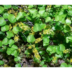 Elephant's Foot Vine Live Plant Dioscorea Elephantipes Succulent 3