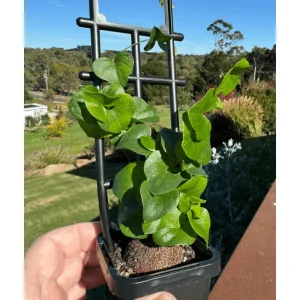 Elephant's Foot Vine Live Plant Dioscorea Elephantipes Succulent 3