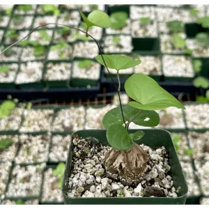 Elephant's Foot Vine Live Plant Dioscorea Elephantipes Succulent 3