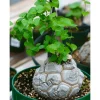 Elephant's Foot Vine Live Plant Dioscorea Elephantipes Succulent 3" Pot - Image 1
