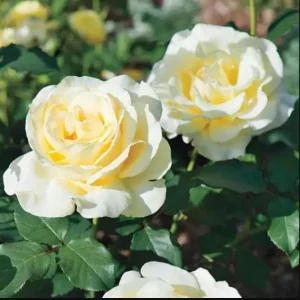 Elina Yellow Light Hybrid Tea Rose Plant – Fragrant, Well-Rooted, 4-8 Inch Tall - Image 2