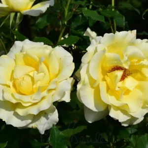 Elina Yellow Light Hybrid Tea Rose Plant – Fragrant, Well-Rooted, 4-8 Inch Tall - Image 3