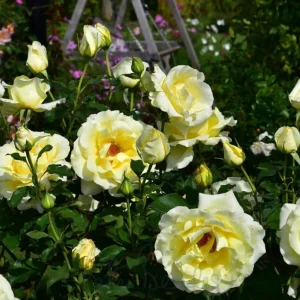 Elina Yellow Light Hybrid Tea Rose Plant – Fragrant, Well-Rooted, 4-8 Inch Tall - Image 4