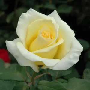Elina Yellow Light Hybrid Tea Rose Plant – Fragrant, Well-Rooted, 4-8 Inch Tall - Image 5