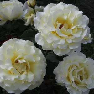 Elina Yellow Light Hybrid Tea Rose Plant – Fragrant, Well-Rooted, 4-8 Inch Tall - Image 6