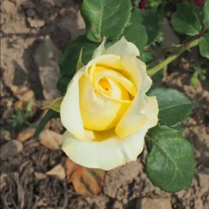 Elina Yellow Light Hybrid Tea Rose Plant – Fragrant, Well-Rooted, 4-8 Inch Tall - Image 7