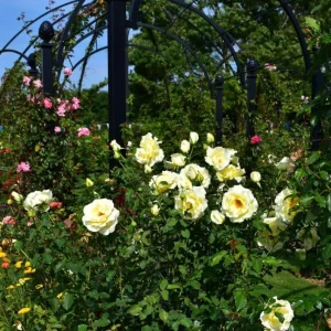 Elina Yellow Light Hybrid Tea Rose Plant – Fragrant, Well-Rooted, 4-8 Inch Tall - Image 8