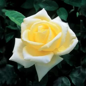 Elina Yellow Light Hybrid Tea Rose Plant – Fragrant, Well-Rooted, 4-8 Inch Tall - Image 1