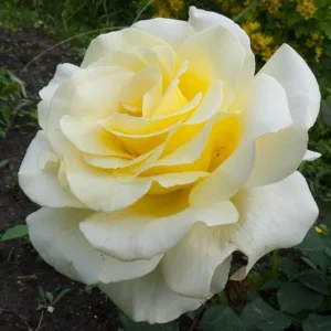 Elina Yellow Light Rose Live Plant - 4-6 Inch Bush for Gardens - Image 2