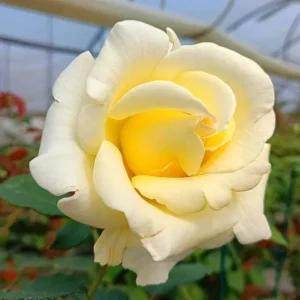 Elina Yellow Light Rose Live Plant - 4-6 Inch Bush for Gardens - Image 3