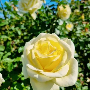 Elina Yellow Light Rose Live Plant - 4-6 Inch Bush for Gardens - Image 4