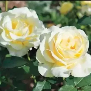 Elina Yellow Light Rose Live Plant - 4-6 Inch Bush for Gardens - Image 5