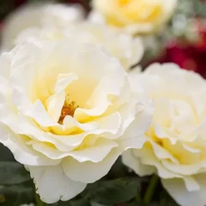 Elina Yellow Light Rose Live Plant - 4-6 Inch Bush for Gardens - Image 6