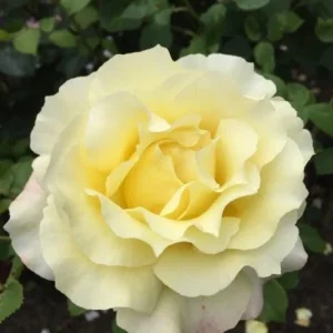 Elina Yellow Light Rose Live Plant - 4-6 Inch Bush for Gardens - Image 7