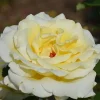 Elina Yellow Light Rose Live Plant - 4-6 Inch Bush for Gardens - Image 1