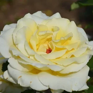 Elina Yellow Light Rose Live Plant - 4-6 Inch Bush for Gardens - Image 1