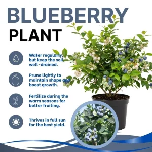 Elliott Blueberry Live Plant - Hardy Bush, 4-9 Inches Tall, Fruit Bearing - Image 2