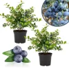 Elliott Blueberry Live Plant - Hardy Bush, 4-9 Inches Tall, Fruit Bearing - Image 1