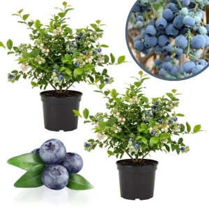 Elliott Blueberry Live Plant - Hardy Bush, 4-9 Inches Tall, Fruit Bearing - Image 1