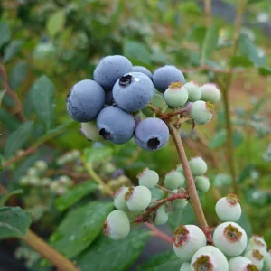 Elliott Blueberry Live Plant - Hardy Bush, 4-9 Inches Tall, Fruit Bearing - Image 5
