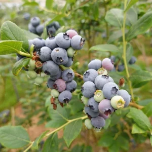 Elliott Blueberry Live Plant - Hardy Bush, 4-9 Inches Tall, Fruit Bearing - Image 6