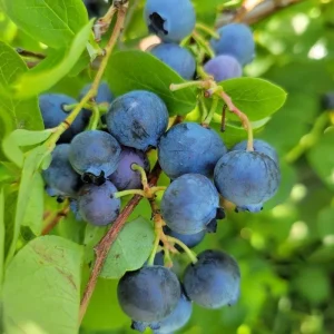 Elliott Blueberry Live Plant - Hardy Bush, 4-9 Inches Tall, Fruit Bearing - Image 7