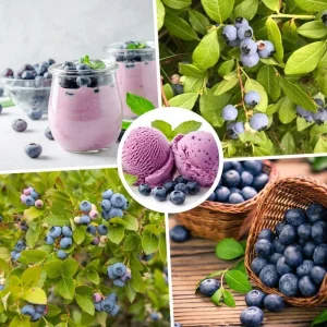 Elliott Blueberry Live Plant - Hardy Bush, 4-9 Inches Tall, Fruit Bearing - Image 8