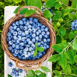 Emerald Blueberry Live Plant – 4-6 Inch Tall Fruit Seedling – 4 Inch Pot - Image 2