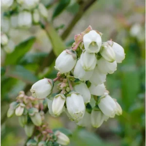 Emerald Blueberry Live Plant – 4-6 Inch Tall Fruit Seedling – 4 Inch Pot - Image 4