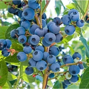 Emerald Blueberry Live Plant – 4-6 Inch Tall Fruit Seedling – 4 Inch Pot - Image 5