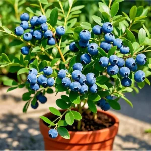 Emerald Blueberry Live Plant – 4-6 Inch Tall Fruit Seedling – 4 Inch Pot - Image 1