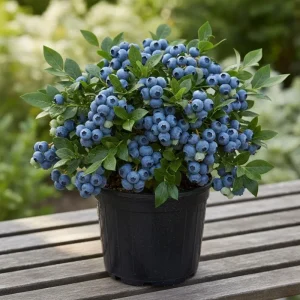 Emerald Blueberry Live Plant - 4 Inch Pot, Fruit Bush, Outdoor - Image 1