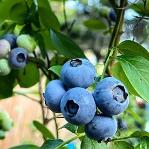 Emerald Blueberry Live Plant - 4 Inch Pot, Fruit Bush, Outdoor - Image 3