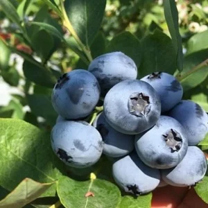 Emerald Blueberry Live Plant - 4 Inch Pot, Fruit Bush, Outdoor - Image 6