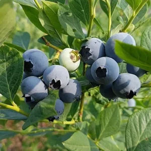 Emerald Blueberry Live Plant - 4 Inch Pot, Fruit Bush, Outdoor - Image 7