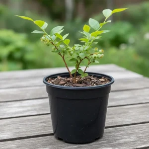 Emerald Blueberry Live Plant - 4 Inch Pot, Fruit Bush, Outdoor - Image 8