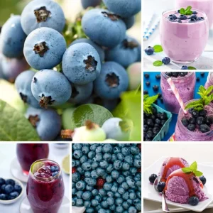 Emerald Blueberry Live Plant – Fruit Bush – 4 Inch Pot – Outdoor - Image 2