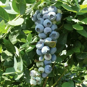 Emerald Blueberry Live Plant – Fruit Bush – 4 Inch Pot – Outdoor - Image 4