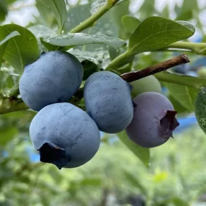 Emerald Blueberry Live Plant – Fruit Bush – 4 Inch Pot – Outdoor - Image 5