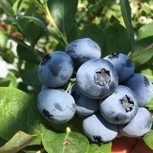 Emerald Blueberry Live Plant – Fruit Bush – 4 Inch Pot – Outdoor - Image 6