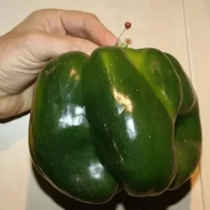 Emerald Giant Bell Pepper Seeds - Sweet, Heirloom, Organic, Non-GMO - 30+ Seeds - Image 2