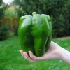 Emerald Giant Bell Pepper Seeds - Sweet, Heirloom, Organic, Non-GMO - 30+ Seeds - Image 1