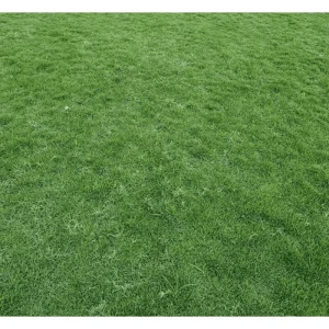 Emerald Zoysia Grass Seeds - 1,000 Count for Lush Lawn - Warm Season Grass - Image 6